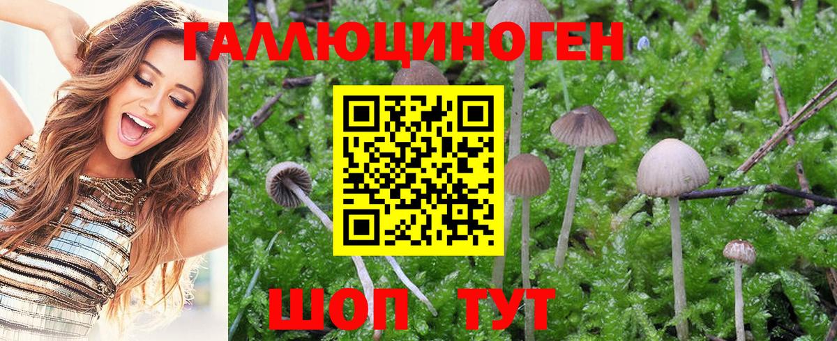 Псилоцибиновые грибы Psilocybe Краснокаменск
